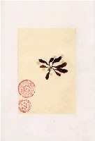 藏品(南極海藻)的圖片